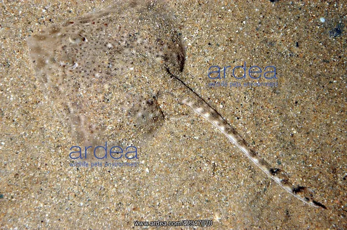 : Spotted Ray - lying on sea bed part covered with : Spotted Ray - lying on sea bed part covered with