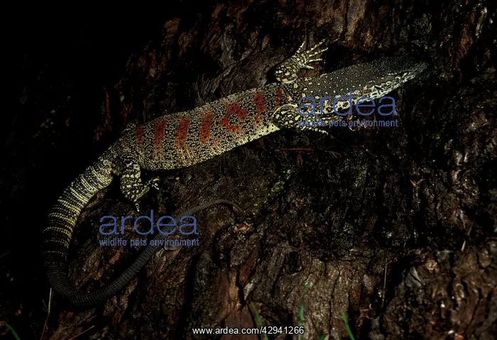 : Spotted / Red-blotched tree monitor : Spotted / Red-blotched tree monitor