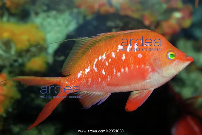 : Spotted Redfish, shallow temperate waters, northwest : Spotted Redfish, shallow temperate waters, northwest