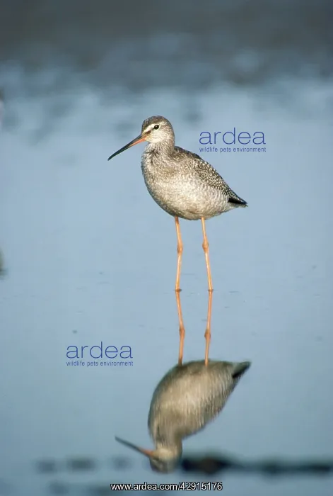 : SPOTTED REDSHANK : SPOTTED REDSHANK