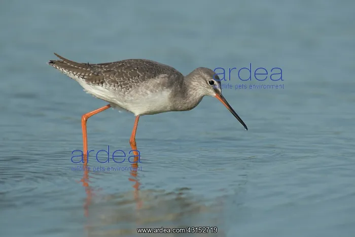 : Spotted Redshank : Spotted Redshank