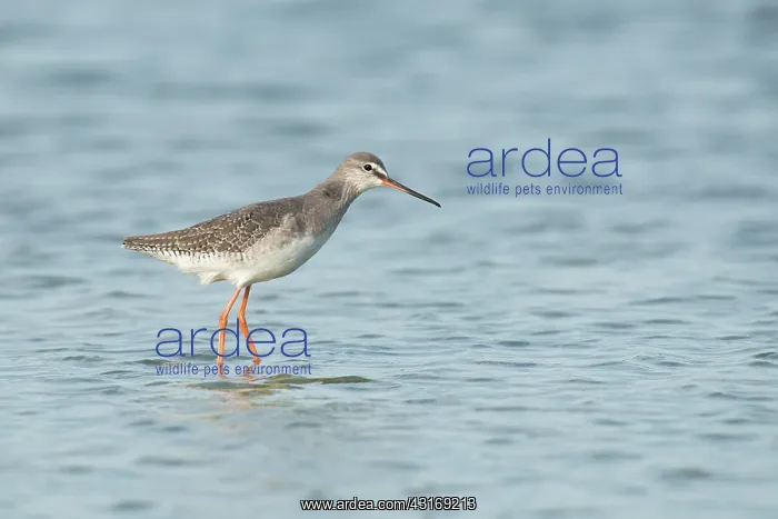 : Spotted Redshank : Spotted Redshank