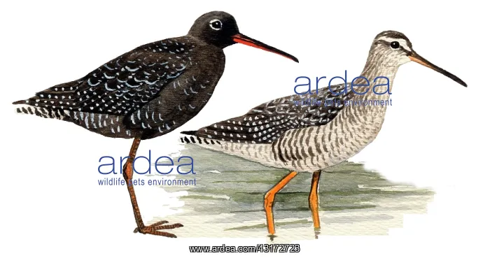: Spotted Redshank : Spotted Redshank