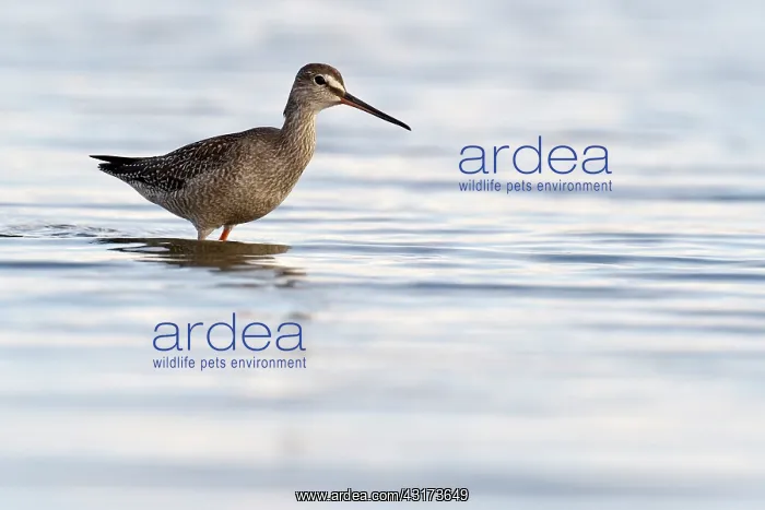 : Spotted Redshank : Spotted Redshank