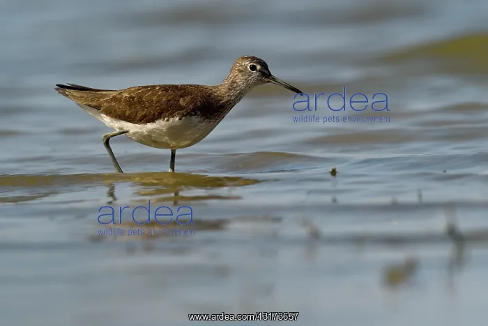 : Spotted Redshank : Spotted Redshank