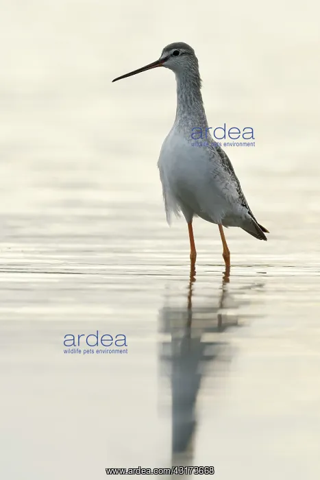 : Spotted Redshank : Spotted Redshank