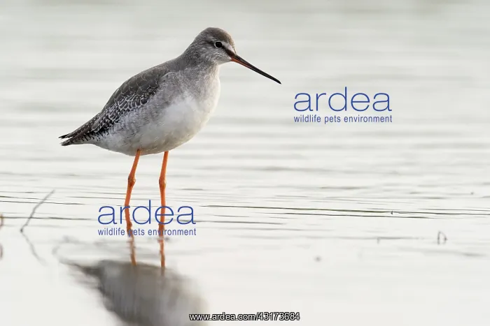 : Spotted Redshank : Spotted Redshank