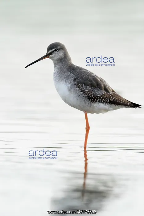 : Spotted Redshank : Spotted Redshank