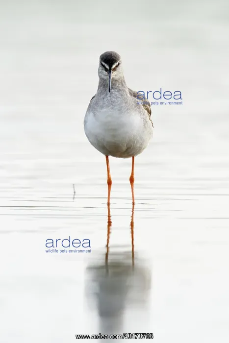: Spotted Redshank : Spotted Redshank