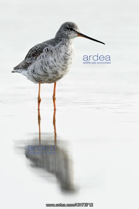: Spotted Redshank : Spotted Redshank