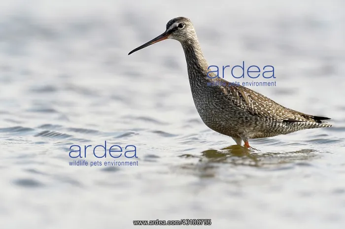 : Spotted Redshank : Spotted Redshank