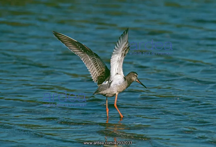 : Spotted REDSHANK - flapping wings : Spotted REDSHANK - flapping wings