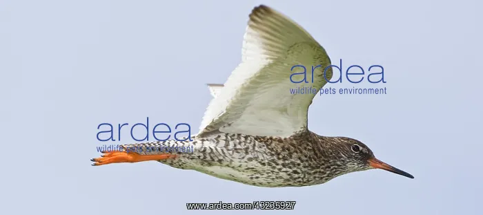 : Spotted Redshank in flight near Latrabjerg : Spotted Redshank in flight near Latrabjerg