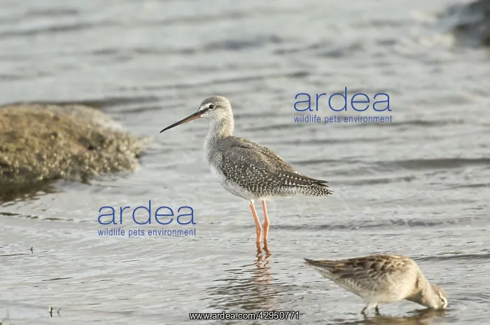 : Spotted Redshank - juvenile : Spotted Redshank - juvenile