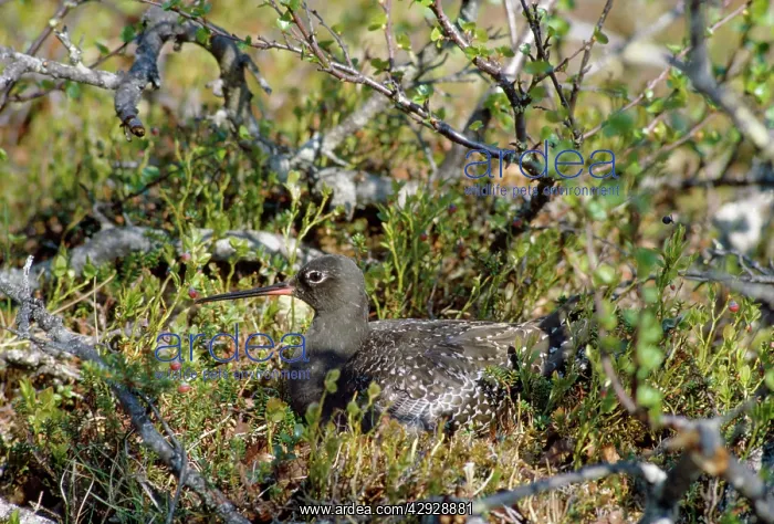  : Spotted Redshank - at nest