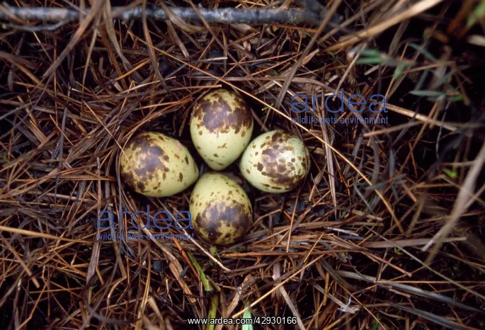 : Spotted Redshank - nest with eggs : Spotted Redshank - nest with eggs