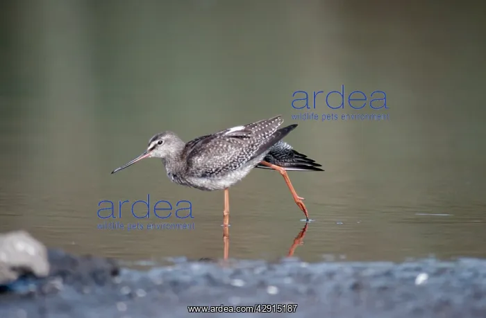 : Spotted REDSHANK - standing in water : Spotted REDSHANK - standing in water