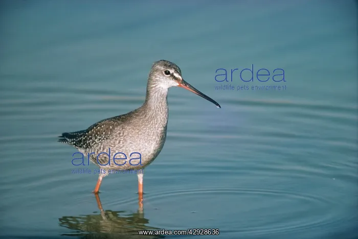 : SPOTTED REDSHANK - standing in water : SPOTTED REDSHANK - standing in water