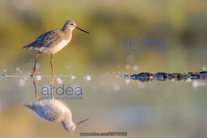 : Spotted Redshank (Tringa erythropus) foraging : Spotted Redshank (Tringa erythropus) foraging