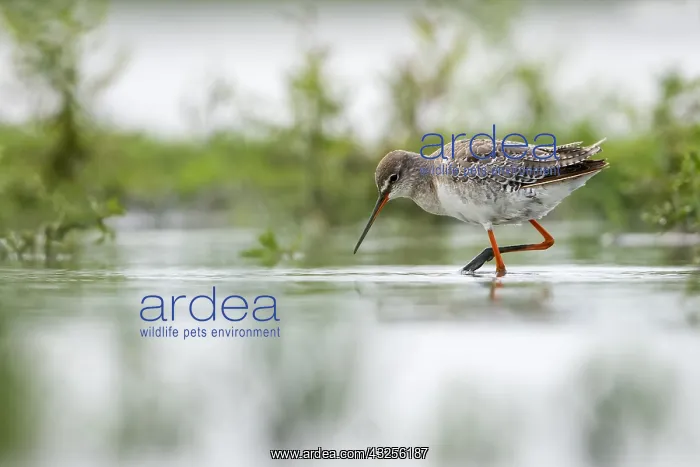 : Spotted Redshank (Tringa erythropus) wading in : Spotted Redshank (Tringa erythropus) wading in