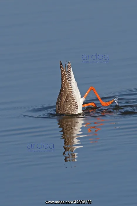 : Spotted Redshank - upended looking for food : Spotted Redshank - upended looking for food