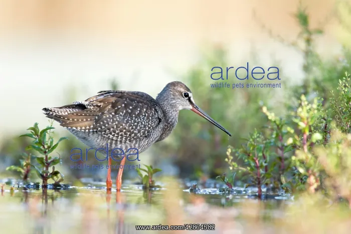 : Spotted Redshank - Wading in shallows : Spotted Redshank - Wading in shallows
