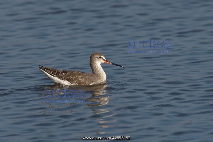 : Spotted Redshank - on water : Spotted Redshank - on water