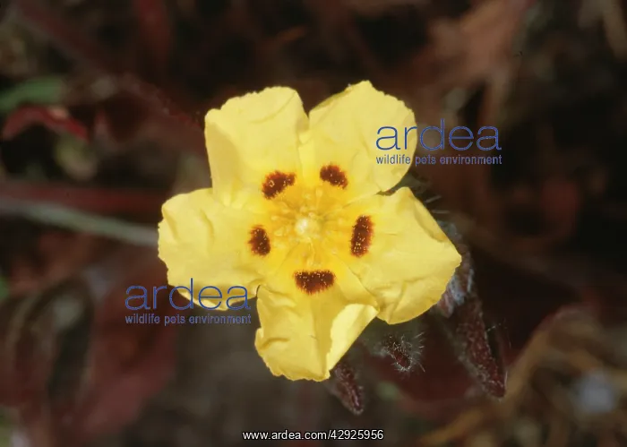  : Spotted Rockrose