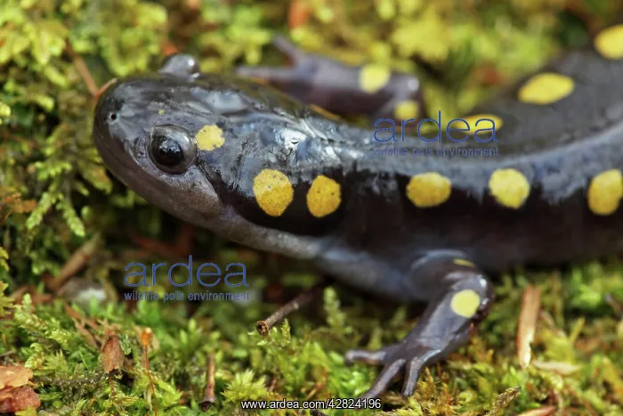: Spotted Salamander : Spotted Salamander