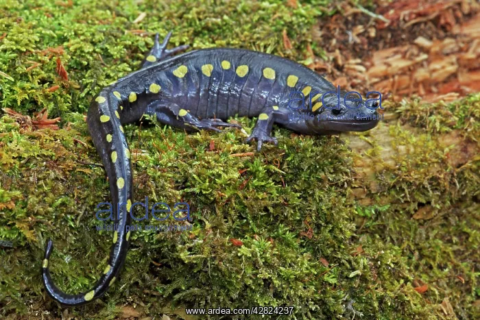 : Spotted Salamander : Spotted Salamander