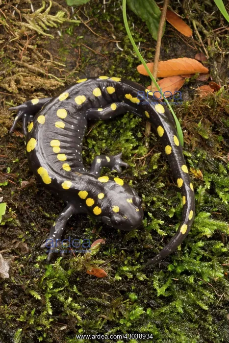  : Spotted Salamander