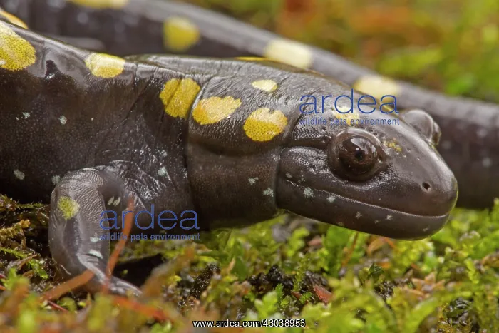  : Spotted Salamander