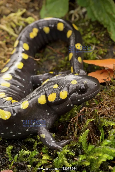  : Spotted Salamander
