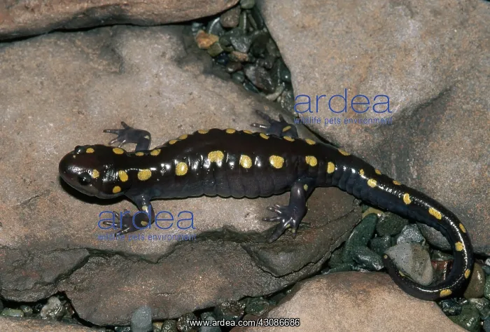 : Spotted Salamander : Spotted Salamander