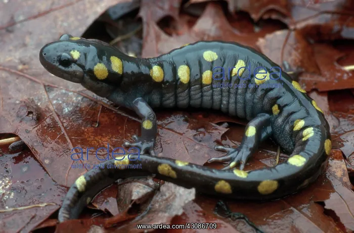 : Spotted Salamander : Spotted Salamander