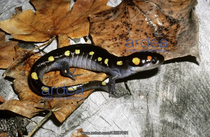 : Spotted Salamander : Spotted Salamander