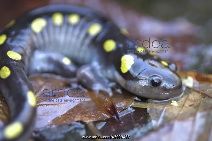 : Spotted Salamander : Spotted Salamander