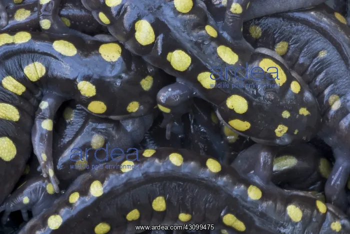 : Spotted Salamander : Spotted Salamander