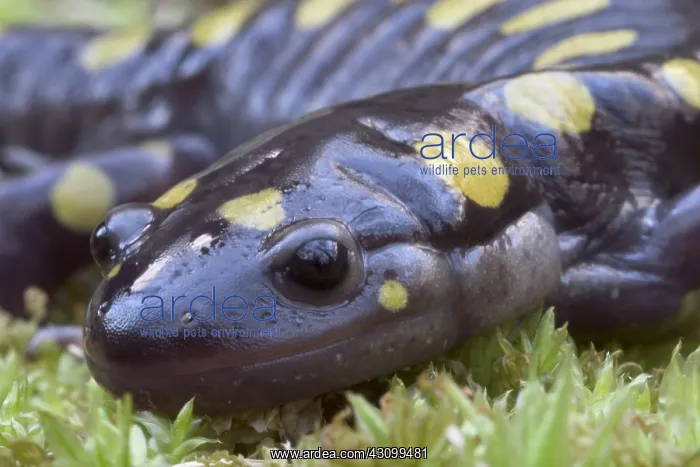 : Spotted Salamander : Spotted Salamander