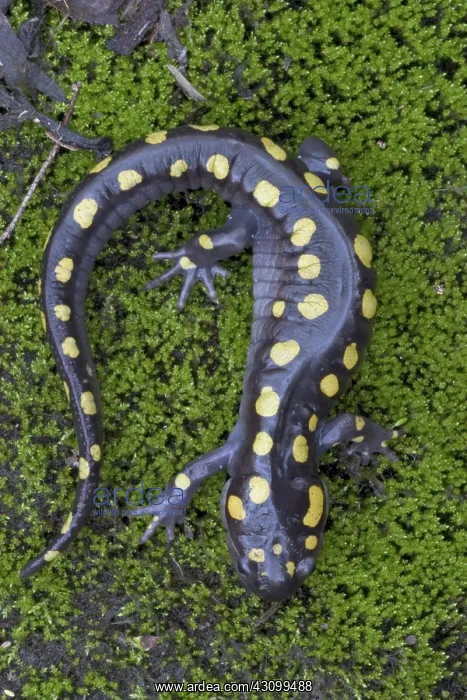 : Spotted Salamander : Spotted Salamander