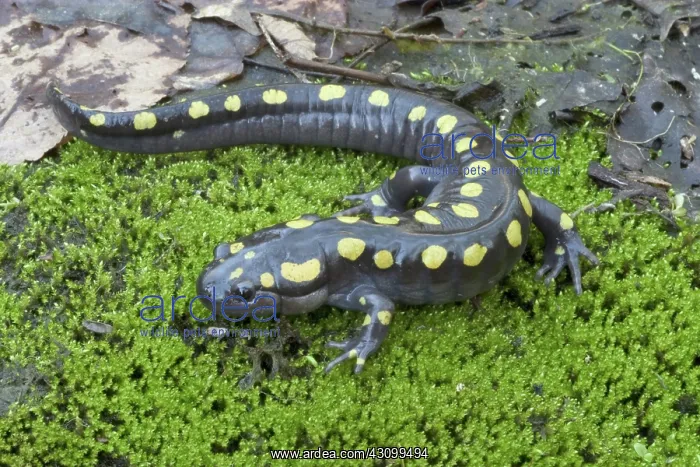 : Spotted Salamander : Spotted Salamander