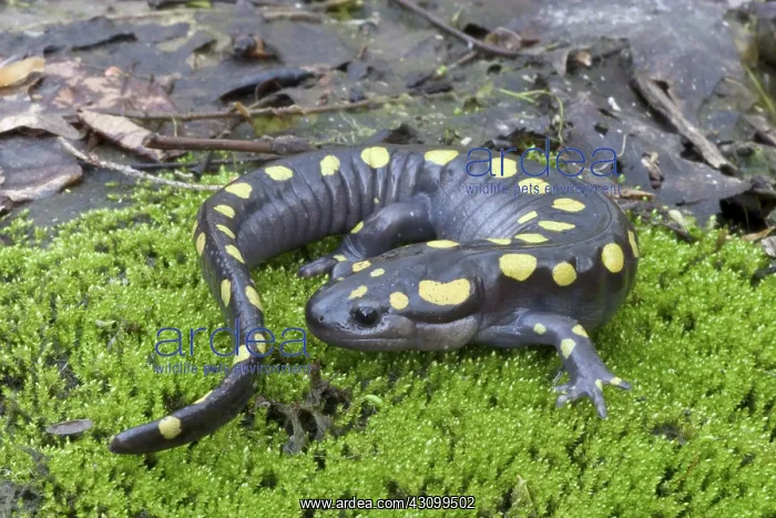 : Spotted Salamander : Spotted Salamander