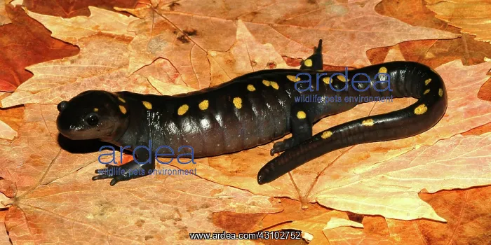 : Spotted Salamander : Spotted Salamander