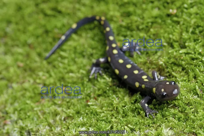  : Spotted Salamander