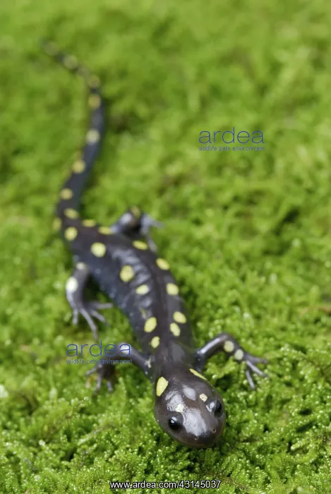 : Spotted Salamander : Spotted Salamander