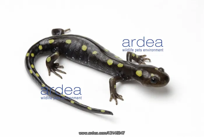: Spotted Salamander : Spotted Salamander