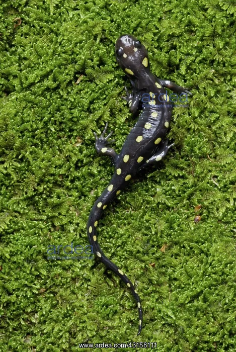 : Spotted Salamander : Spotted Salamander