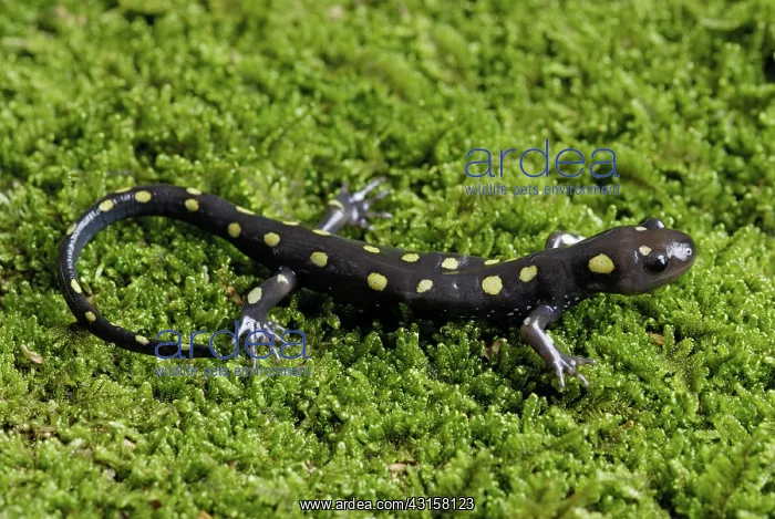 : Spotted Salamander : Spotted Salamander