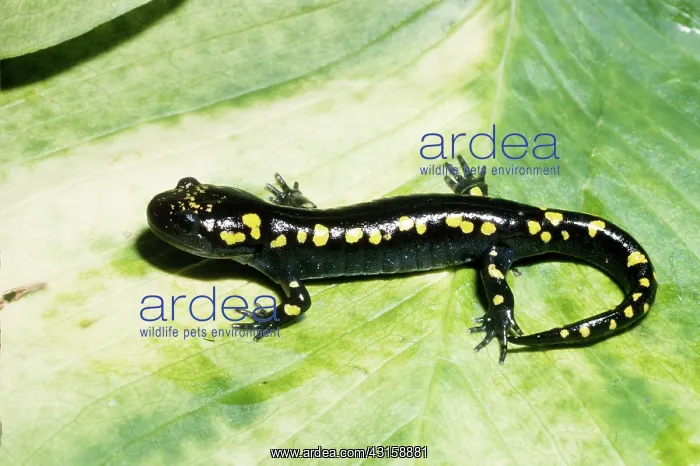 : Spotted Salamander : Spotted Salamander