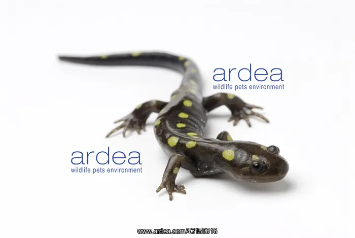 : Spotted Salamander : Spotted Salamander